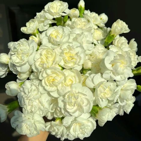 Graines de Jasmin 600, Floraison Abondante, Plantes Vivaces Non OGM, Jasminum, Pour Jardin et Balcon (1/5)