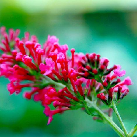 Arbre aux papillons 'Pink Delight' (Buddleja davidii 'Pink Delight') (1/3)