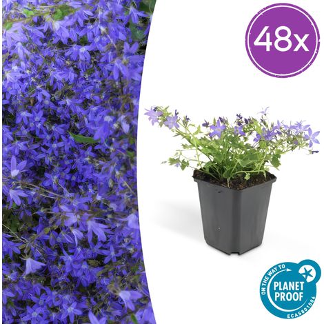 Lot de 48 Campanules poscharskyana 'Stella' Couvre-sol Fleurs Bleues Pot Ø9cm 10-25 cm - PANGIVO (1/5)