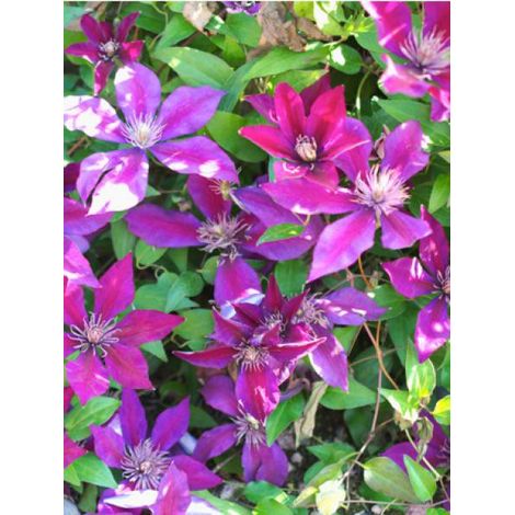 Clématite 'Picardy'™ 'Evipo024' Pot de 1,5L/2L (1/2)