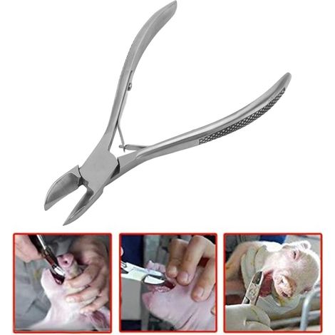 Tijeras dentales para lechones, 12 cm (4,7 pulgadas) – Fabricadas en acero inoxidable resistente a la corrosión con mango ergonómico para un mejor crecimiento, también aptas para conejos. (1/5)
