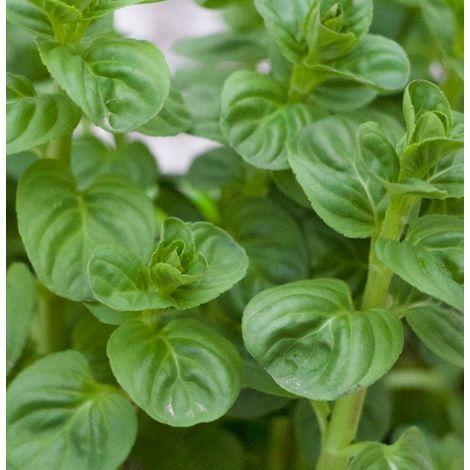 MENTA GLACIALE IN VASO 14CM