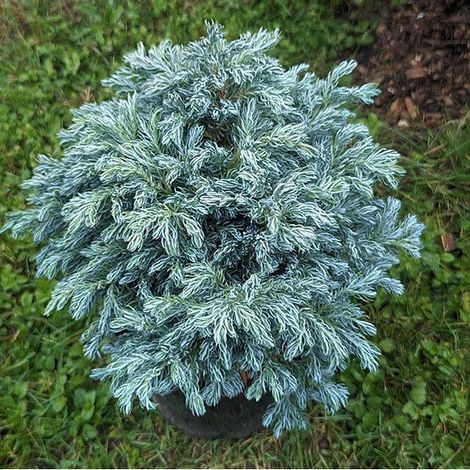 CHAMAECYPARIS PISIFERA SKY BLUE VASO 15CM