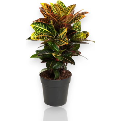 Gardenaria Codiaeum variegatum 'Petra' - Pianta da interno ornamentale - Altezza: 50 cm (vaso 17)