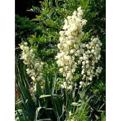 Yucca filamentosa Godet de 8/9 cm