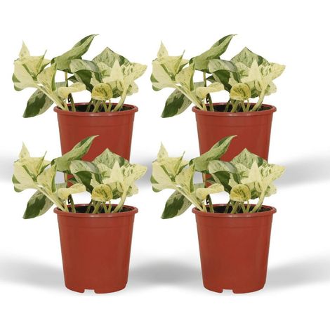 Epipremnum Happy Leaf Lot de 4 Plantes d’Intérieur Feuillage Panaché Pot Ø 12 cm Hauteur 15 cm - PANGIVO (1/5)