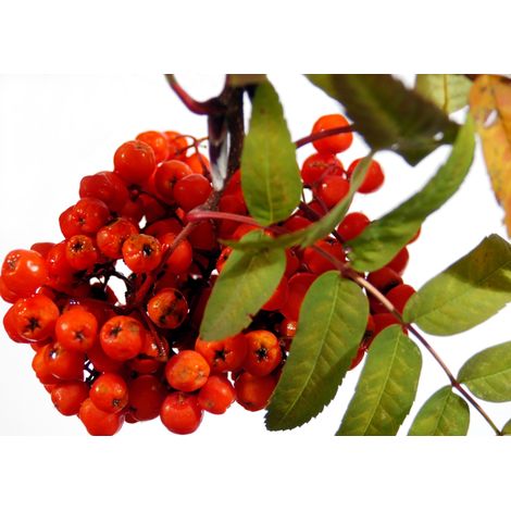 Cibo Premium per pappagalli - Bio Rowan - per tutti i pappagalli 150 g (1/3)