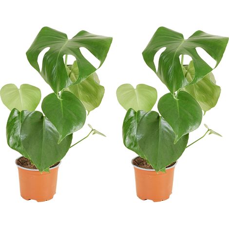 Bloomique - Lot de 2 - Monstera Deliciosa - Plante-gruyère - Plante d'intérieur - Facile d'entretien - Purificatrice d'air - Hauteur 30-40 cm - Pot 12 cm