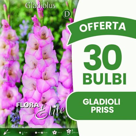 Offerta 30 Bulbi Gladioli Priss