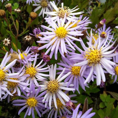 4 x Aster 'Asran' - godet 9x9 cm