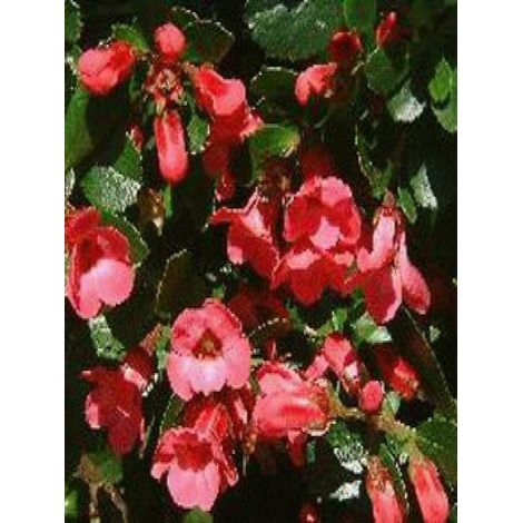 Escallonia 'C.F. Ball' Pot de 2L/3L (1/2)