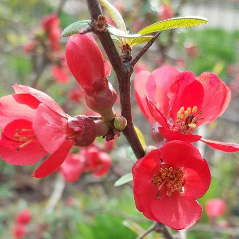 Cognassier du Japon umbilicata, Chaenomeles/Pot de 3L - 20/40 cm