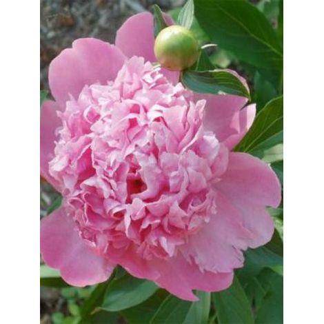 Pivoine de Chine 'Monsieur Jules Elie' Pot de 3L/4L
