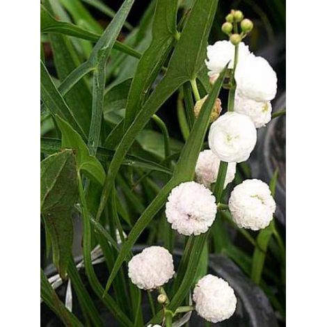 Flèche d'eau 'Flore Pleno' Godet de 8/9 cm (1/3)
