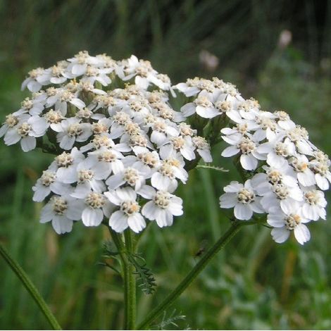 4 x Achillée  - Achillea millefolium 'Weisses Wunder'  - godet