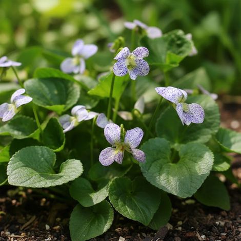 Violette des bois Freckles/Godet - 5/20 cm