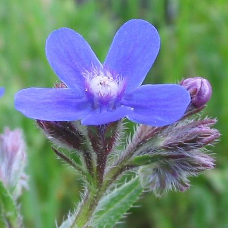 4 x Buglosse d'Italie  - Anchusa azurea 'Dropmore'  - godet 9x9 (1/5)