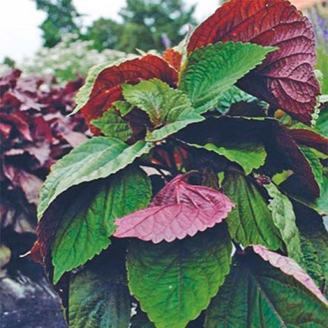Shiso vert le sachet de 350 graines environ (0,5g) (1/2)