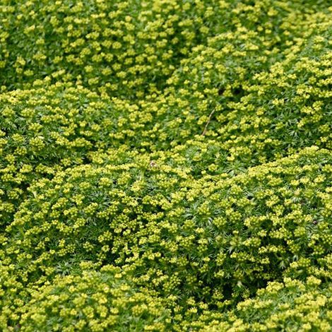 4 x Azorelle - Azorella trifurcata  - godet 9x9 cm
