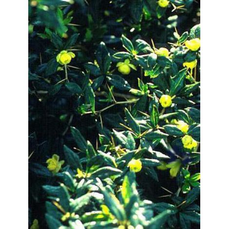 Épine-vinette à feuilles persistantes 'Amstelveen' Pot de 2L/3L (1/2)