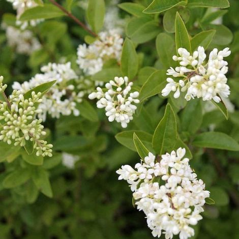 Ligustrum vulgare - ligustro volgare - alveolo forestale (1/2)