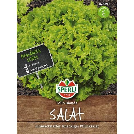 Sperli Pflücksalat Lollo Bionda - Gemüsesamen (1/4)