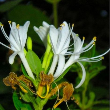 Pépinières Naudet – Chèvrefeuille arbustif Lonicera nitida – Arbuste persistant 2-3m – Fleurs blanches parfumées en mai – Excellente rusticité jusqu'à -15°C