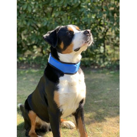 12x Hunde Kühlhalsband 45-65cm Verstellbar Klettverschluss Gelfüllung Haustiere (1/3)