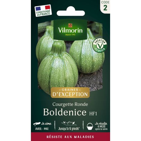 Vilmorin Courgette Boldenice F1 - Graines d'Exception (1/2)