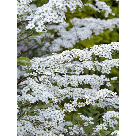 Spirée du Japon 'June Bride' Godet de 8/9 cm