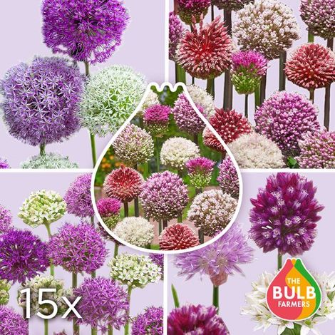 10 x Mélange de tubercules de dahlias « Collection Saisonnière »  Bulbes à floraison estivale  Cultivés aux Pays-Bas  Bulbes de dahlias