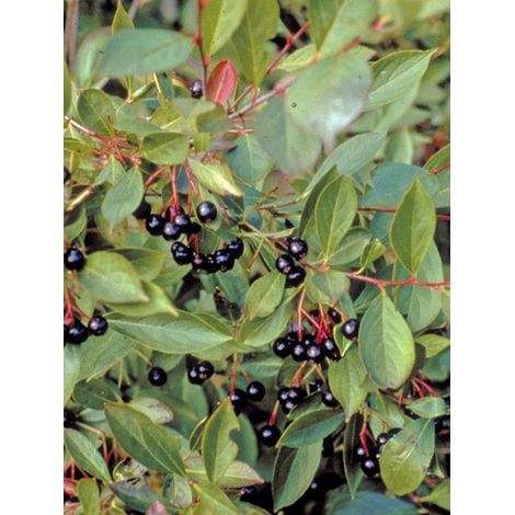Aronie à fruits noirs 'Hugin' Pot de 2L/3L (1/4)