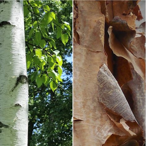 Semillas de Abedul de Papel. Betula Papyrifera. 10 Gramos