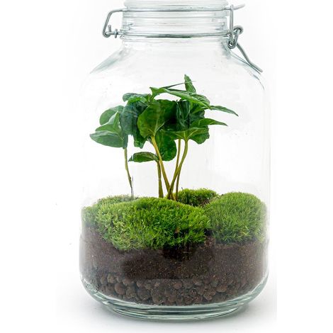 Kit Terrarium DIY Plante Coffea Arabica Écosystème Autonome Bocal en Verre H 28 cm - PANGIVO