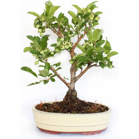 Bonsai Malus 'Evereste' - Bonsai Giapponese - H 40-45 cm Vaso in Ceramica Ø 26 cm (1/5)