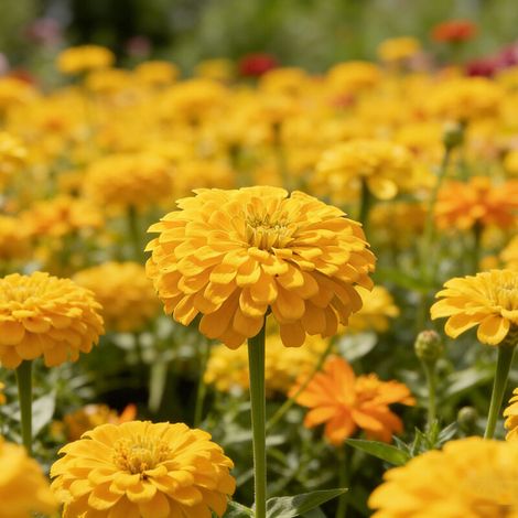 Graines De Zinnia Elegans - 1000 Graines Non Traitees - Pour Jardin Extérieur - Couleurs Vives Jaune (1/5)