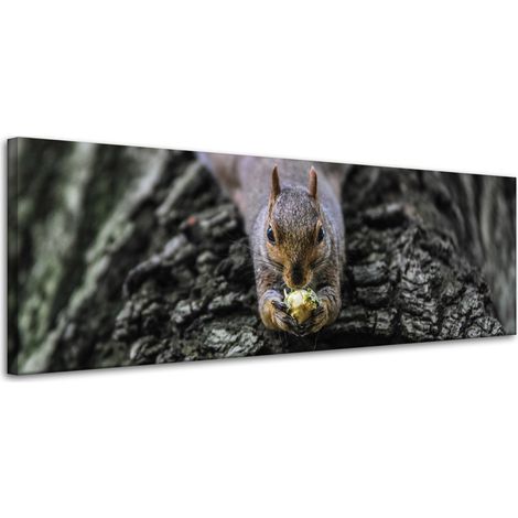 Leinwanddruck Tiere Eichhörnchen 120x40 cm
