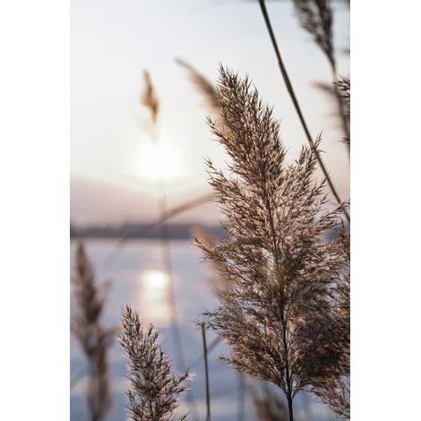 Tableau sur toile flore lacustre 30x45 cm - Impression sur Toile Murale Décorative - Image imprimée en HD sur Toile - Toile sur Châssis en Bois FSC - Fabriqué en France (1/5)