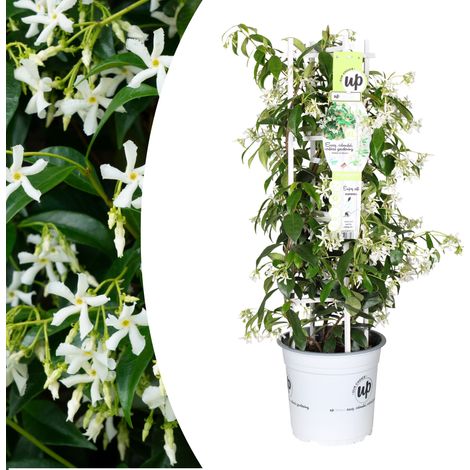 Jasmin étoilé 'Star of Venice' Grimpant Persistant Fleurs Blanches Parfumées Pot 23 cm - PANGIVO
