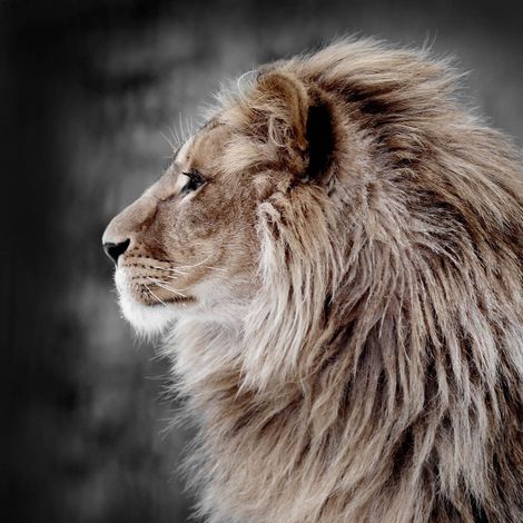 Tableau sur toile lion de profil 30x30 cm - Impression sur Toile Murale Décorative - Image imprimée en HD sur Toile - Toile sur Châssis en Bois FSC - Fabriqué en France (1/5)