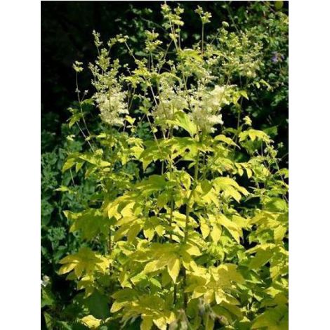 Filipendula ulmaria 'Aurea' Godet de 8/9 cm (1/2)