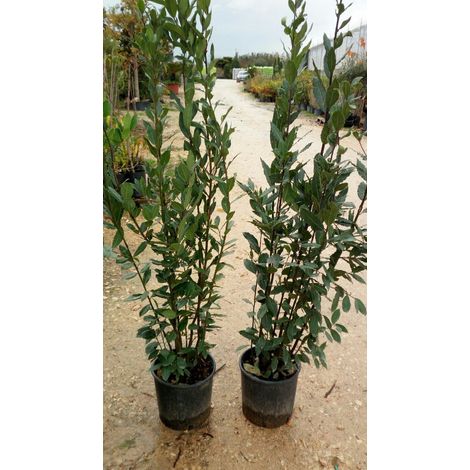 N.2 PIANTE DI ALLORO VASO 24 altezza cm 130/150cm (foto reali)