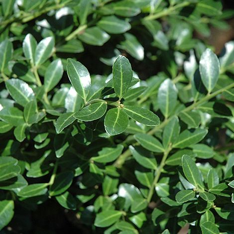 Houx crénelé  - Ilex crenata 'Green Lustre'  - 25-30 cm pot