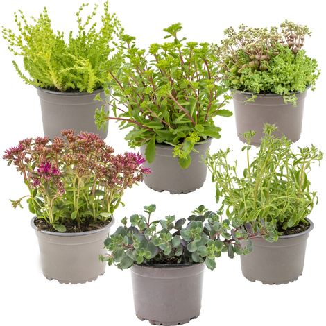 Bloomique - Lot de 6 - Mélange de plantes de rocaille - Plantes de jardin - Résistantes au gel - Hauteur 15-25 cm - Pot 14 cm (1/4)