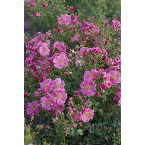 Gardenaria Rosa 'Bienenweide Rosa' - Rosa da giardino - Altezza: 25/30 cm (vaso15) (1/3)