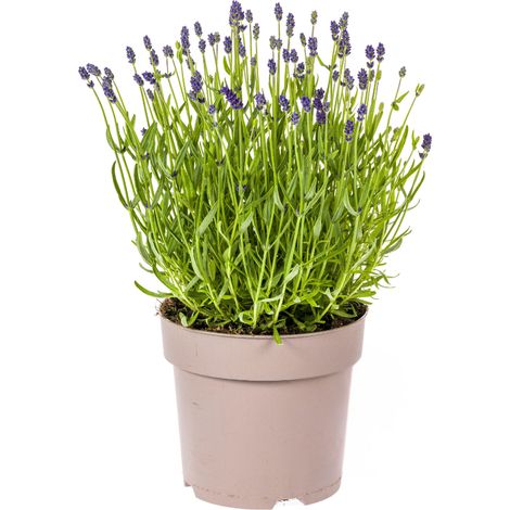 Lavande Vraie Lavandula Angustifolia Plante Extérieur Parfumée Fleurs Violettes Pot Ø 19 cm 40-50 cm - PANGIVO (1/5)