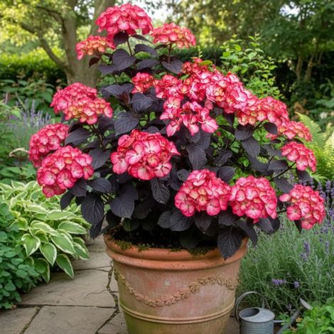 Hortensia Black Velvet® 'DARBI', Hydrangea macrophylla/Pot de 1,5L - 20/50 cm