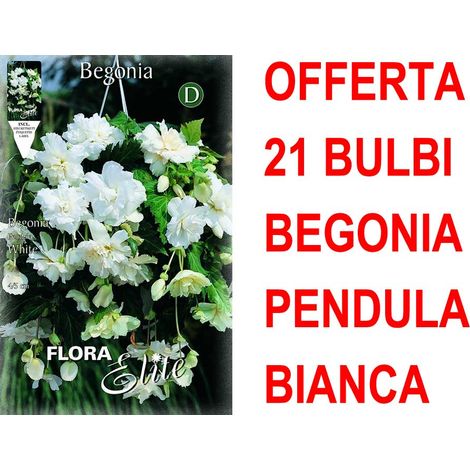 OFFERTA 21 BULBI BEGONIA PENDULA BIANCO BULBS BULBES