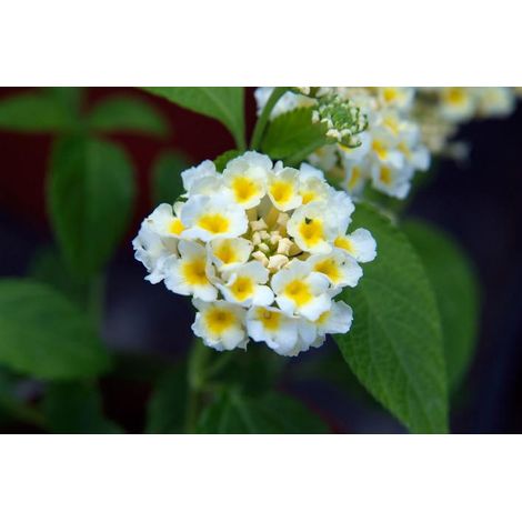 Lantana camara 3 cuttings white yellow