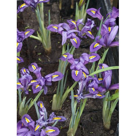 Iris réticulé 'Scent Sational' Bulbe calibre 5+ (par 5) (1/2)